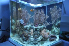 MORSKI NANO AKVARIJ VELIKOSTI 40L  mehke korale