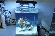 MORSKI NANO AKVARIJ VELIKOSTI 40L  nano morski akvarij