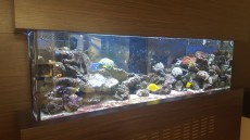 MORSKI AKVARIJ 980L morski akvarij v steni