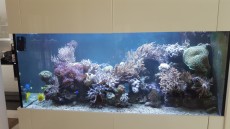 MORSKI AKVARIJ VELIKOSTI 900L nakup morskega akvarija