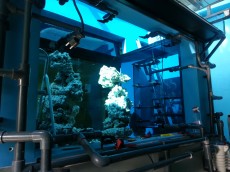 MORSKI AKVARIJ - 10000L 2 noro velik morski akvarij