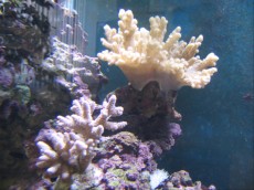 MORSKI AKVARIJ - 400L 2 sarcopyton in acropora