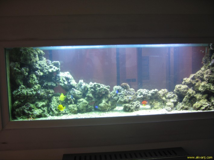 MORSKI AKVARIJ - 1346L  akvarij z morskimi ribami