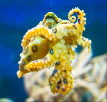 Hobotnice HOBOTNICA modropegasta hobotnica