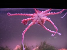 Hobotnice hobotnica1