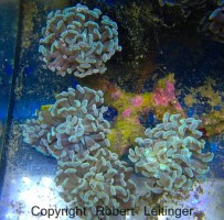Mehke korale, LPS, SPS LPS EUPHYLLIA INDONEZIJA