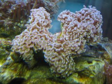 Mehke korale, LPS, SPS LPS Euphyllia ancora white