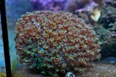 Mehke korale, LPS, SPS LPS Goniopora green metal