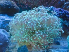 Mehke korale, LPS, SPS LPS Goniopora white