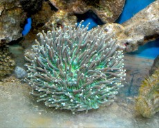 Mehke korale, LPS, SPS LPS Heliofungia green