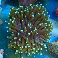Mehke korale, LPS, SPS LPS Heliofungia green metal