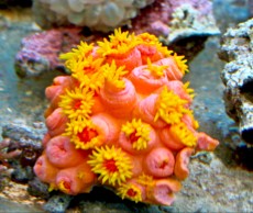 Mehke korale, LPS, SPS LPS Tubastrea orange and yellow