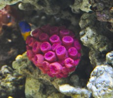 Mehke korale, LPS, SPS LPS Tubastrea purple