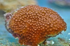 Mehke korale, LPS, SPS LPS alveopora orange