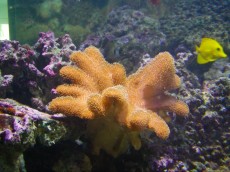 Mehke korale, LPS, SPS MEHKA KORALA Sarcophyton brown