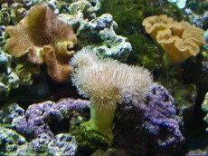 Mehke korale, LPS, SPS MEHKA KORALA Sarcophyton white