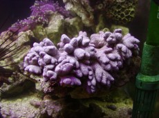 Mehke korale, LPS, SPS MEHKA KORALA Sinularia white small