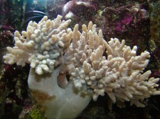 Mehke korale, LPS, SPS MEHKA KORALA Sinularia white sp