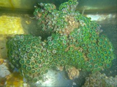 Mehke korale, LPS, SPS POLIPI Actinodiscus green