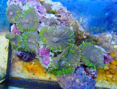Mehke korale, LPS, SPS POLIPI Discosoma lila green