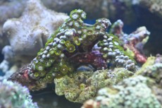 Mehke korale, LPS, SPS POLIPI Parazoanthus