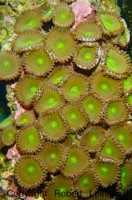 Mehke korale, LPS, SPS POLIPI ZOANTHUS BIG GREEN