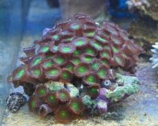 Mehke korale, LPS, SPS POLIPI Zoathus GREEN METAL