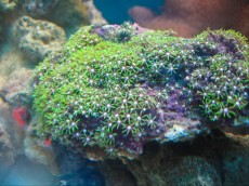 Mehke korale, LPS, SPS RASTLINA Clavularia viridis green