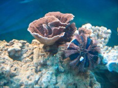 Mehke korale, LPS, SPS SPS Montipora rose