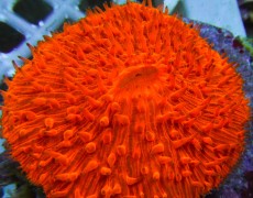 Mehke korale, LPS, SPS korale - akvarij  12 