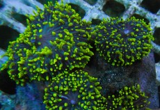 Mehke korale, LPS, SPS korale - akvarij  15 