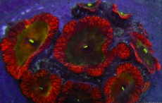 Mehke korale, LPS, SPS korale - akvarij  43 