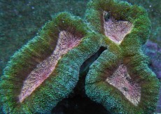 Mehke korale, LPS, SPS korale - akvarij  52 