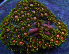Mehke korale, LPS, SPS korale - akvarij  59 