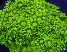 Mehke korale, LPS, SPS korale - akvarij  66 
