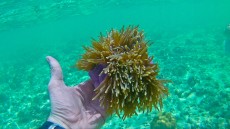 MALEZIJA, TAJSKA - morski organizmi Robert Leitinger anemona