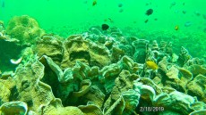 MALEZIJA, TAJSKA - morski organizmi coralreef Ko Lipe