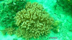MALEZIJA, TAJSKA - morski organizmi mehka korala Ko Lipe
