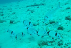 JADRAN - morski organizmi 30m pod vodo