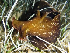 JADRAN - morski organizmi Aplysia punctata JADRAN - morski organizmi Aplysia punctata