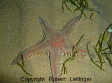 JADRAN - morski organizmi Astropecten aurantiacus JADRAN - morski organizmi Astropecten aurantiacus