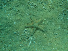 JADRAN - morski organizmi Astropecten aurantiacus - morska zvezda