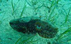 JADRAN - morski organizmi Sepia officinalis