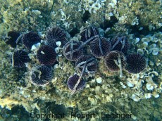 JADRAN - morski organizmi Sphaerechinus granularis lamarck - belobodicasti jez 
