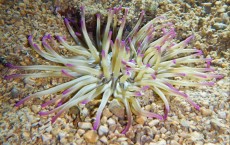 JADRAN - morski organizmi anemona Jadran