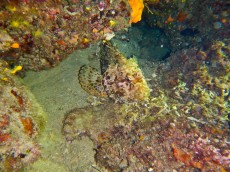JADRAN - morski organizmi deep dive JADRAN - morski organizmi deep dive