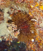 JADRAN - morski organizmi deep dive exam