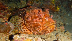 JADRAN - morski organizmi grdoba