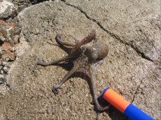 JADRAN - morski organizmi hobotnica