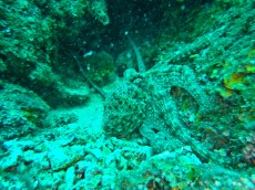 JADRAN - morski organizmi hobotnica394